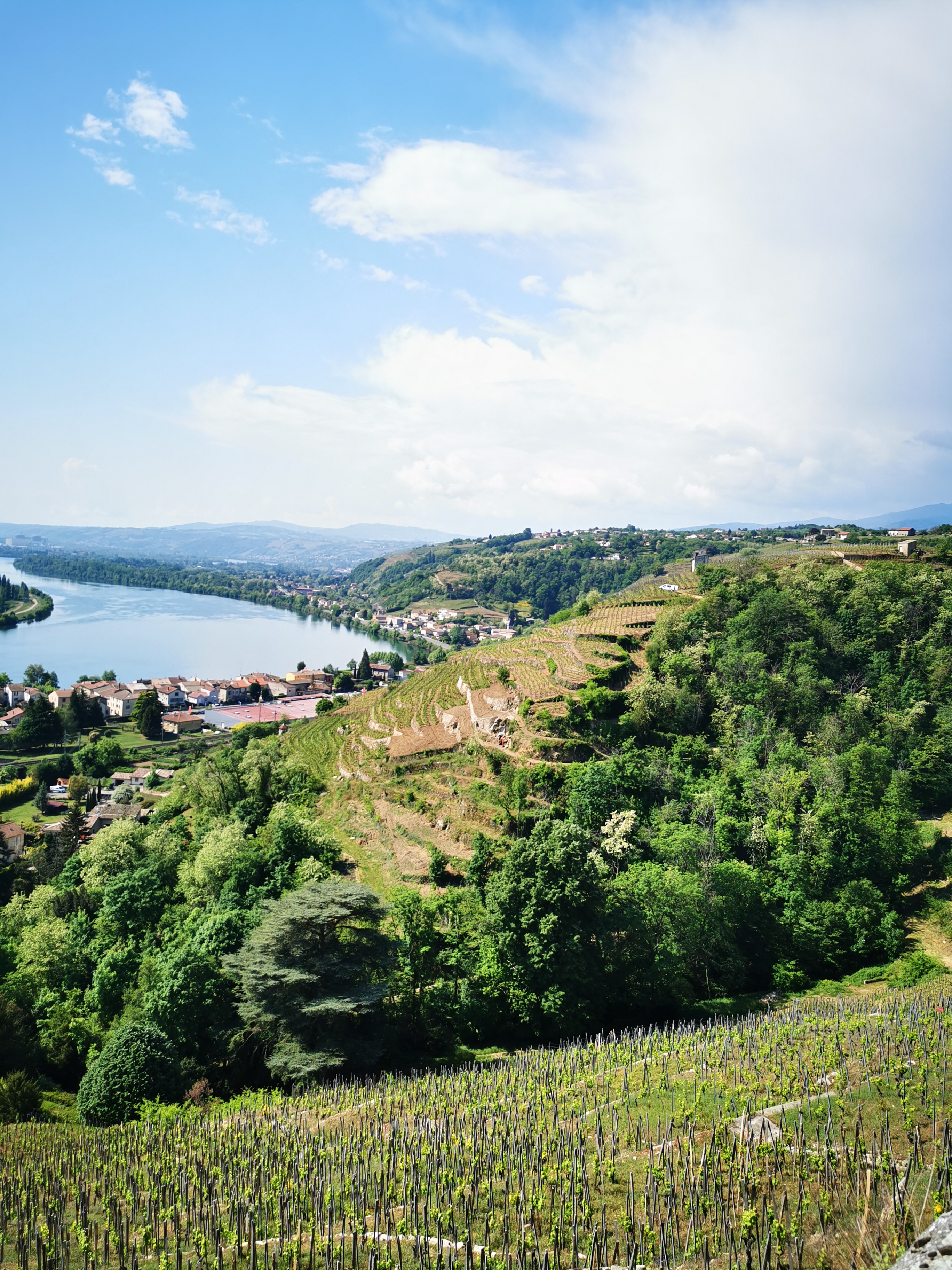 Condrieu et ses vignes
